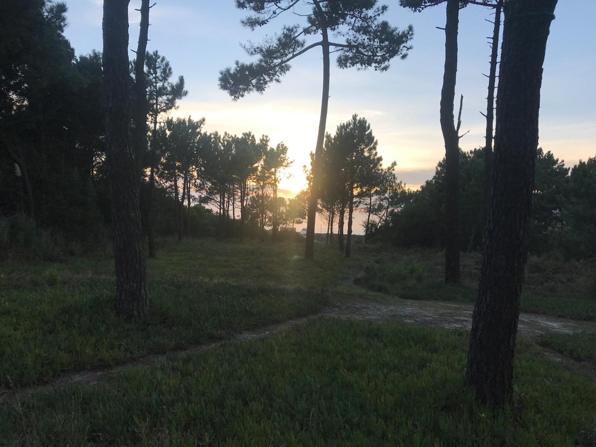 Arvore Cozy Com Jardim Esterno foto